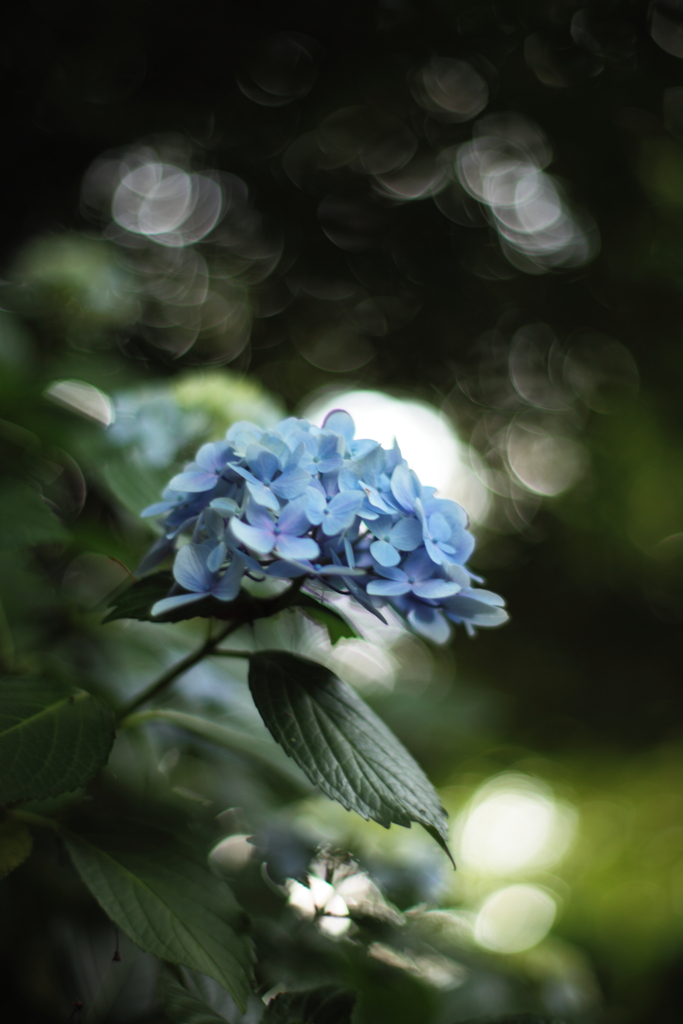 紫陽花