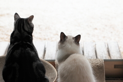 雪の日