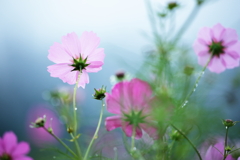 コスモス