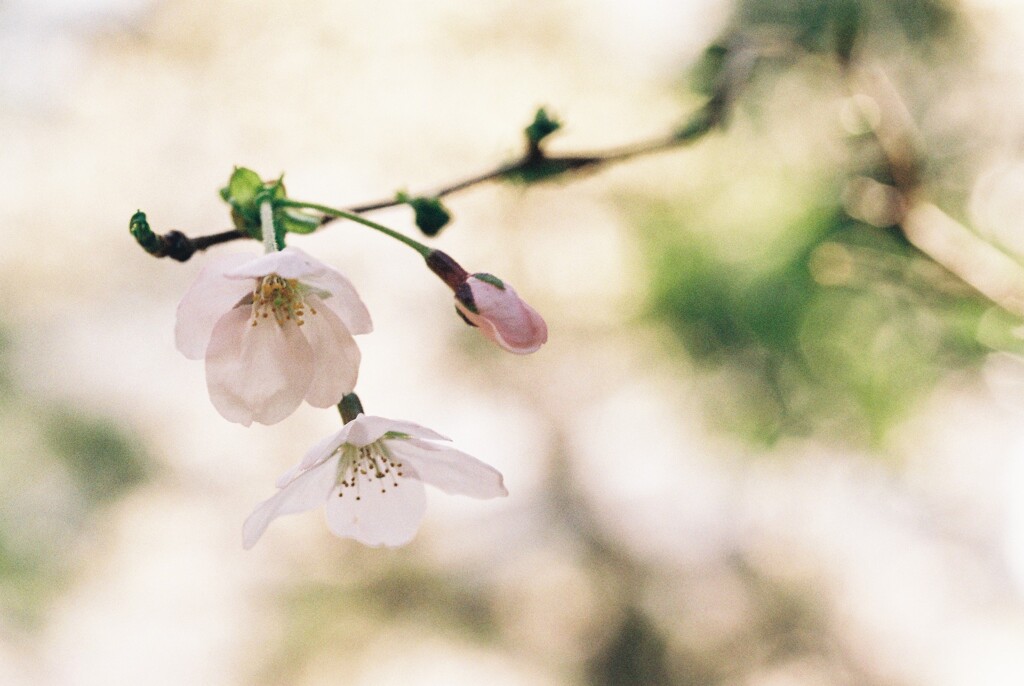 輝桜