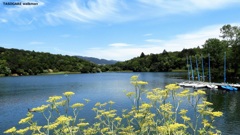 Lake Ralphine 1