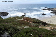 Bodega Bay 1