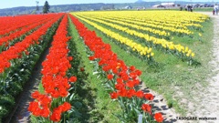 Skagit Valley ② - 1