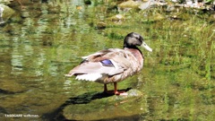 Lake Ralphine 3