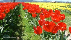 Skagit Valley ② - 2