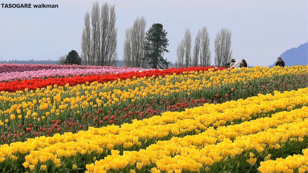 Skagit Valley ① - 1