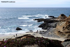 Bodega Bay 3