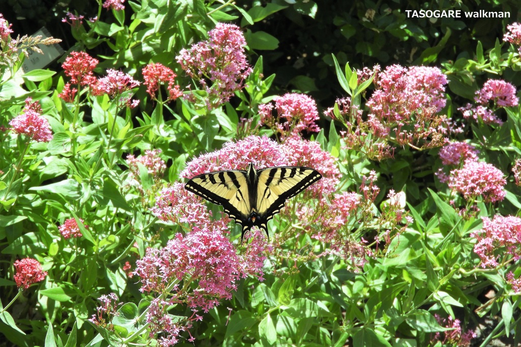 Luther Burbank Home & Gardens ① - 2