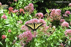 Luther Burbank Home & Gardens ① - 2