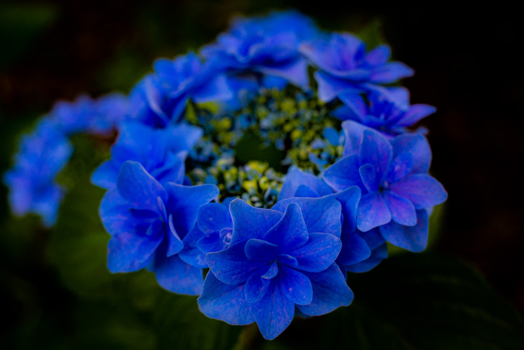 花冠紫陽花