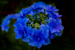 花冠紫陽花
