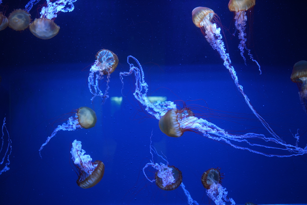 すみだ水族館