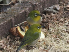 可愛いメジロちゃん