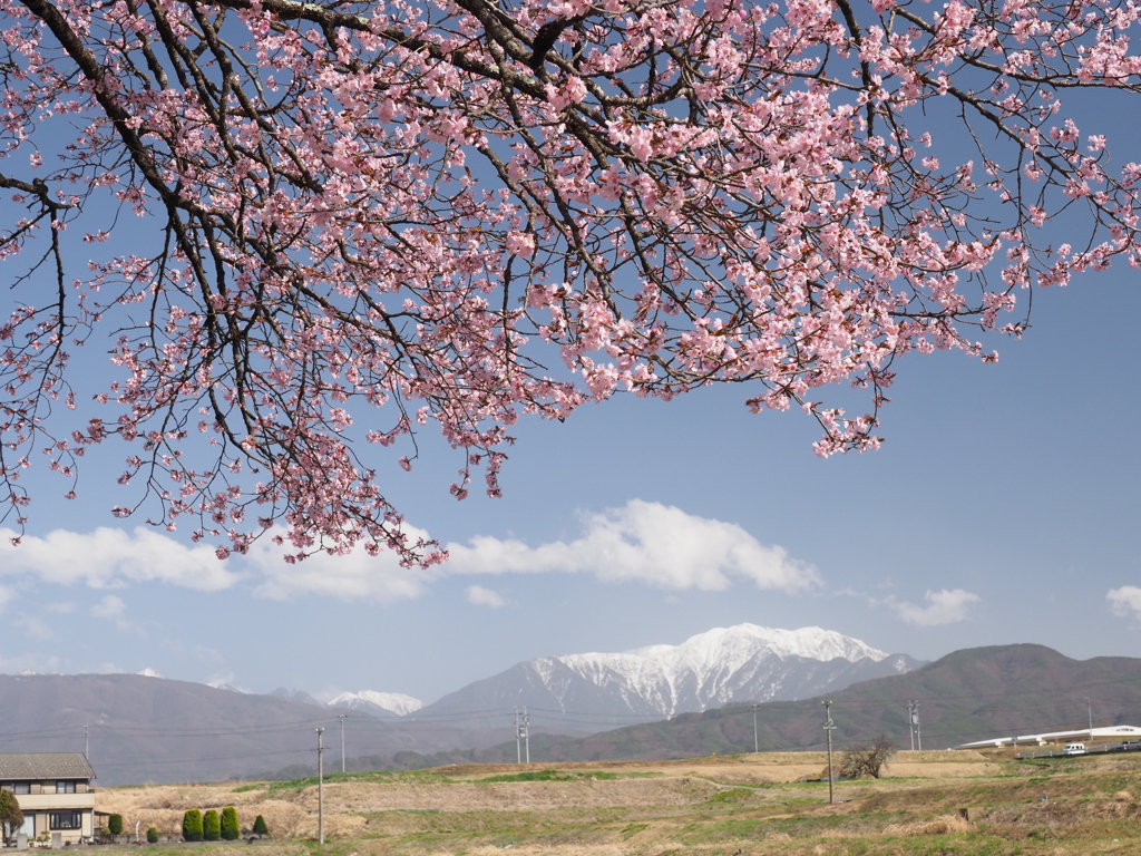 桜並木より