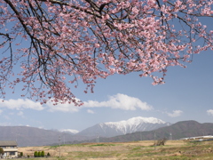桜並木より