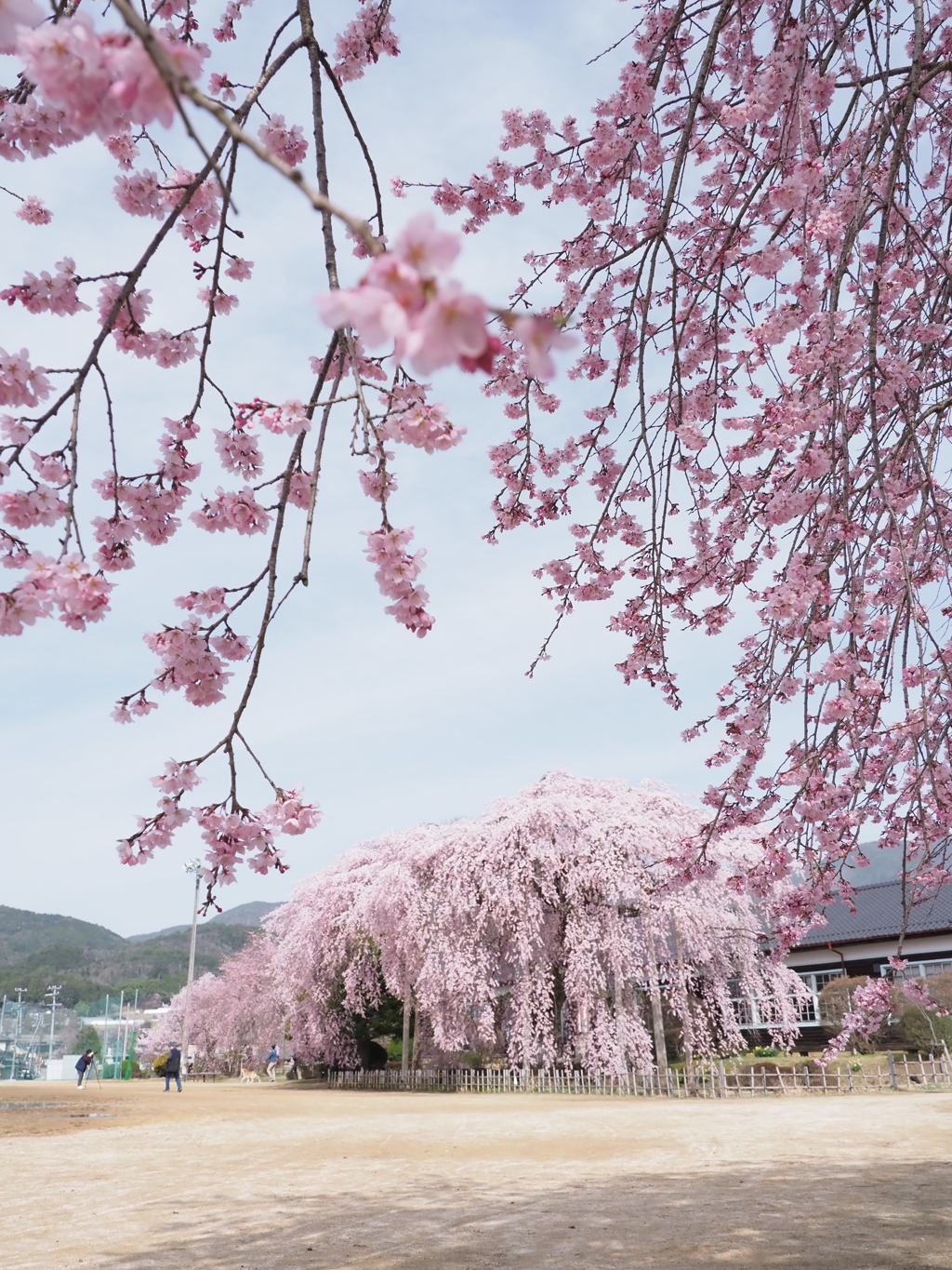 桜を愛でる