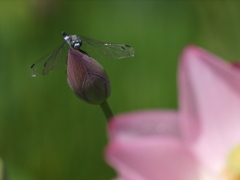 シオカラトンボも一休み