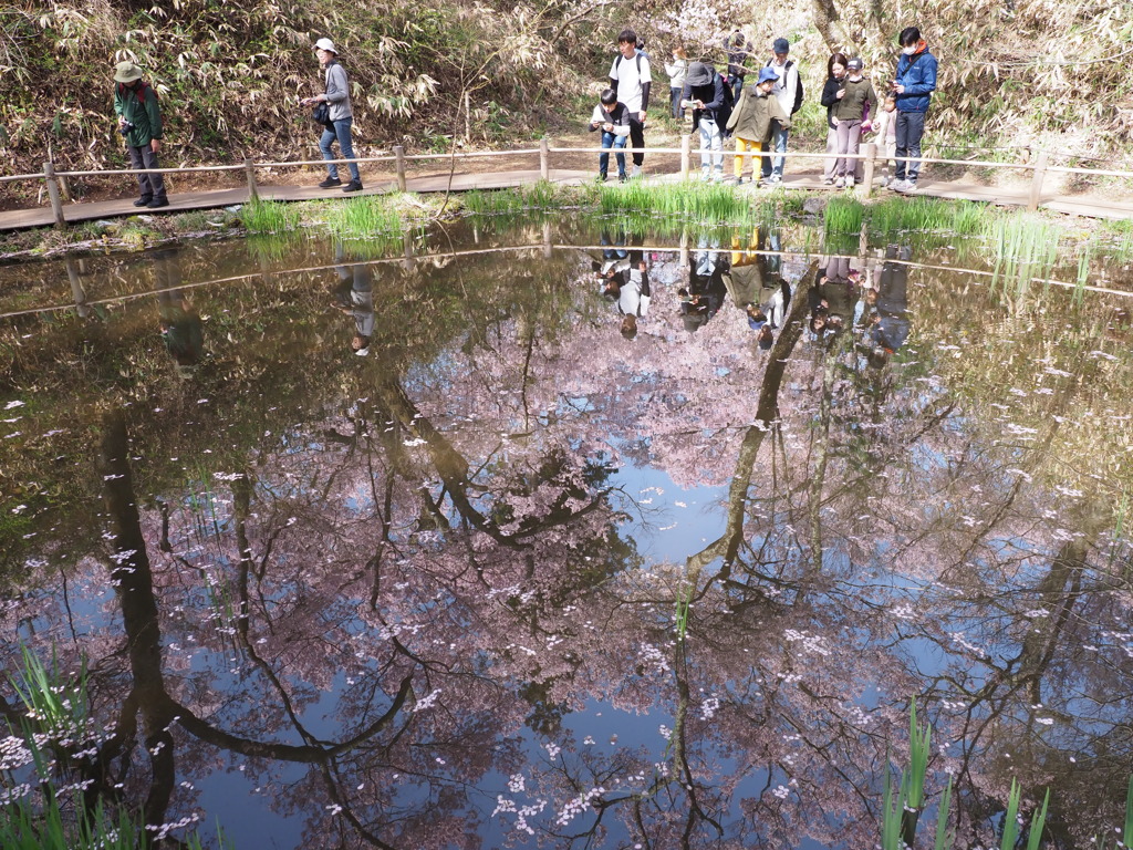 水面の桜