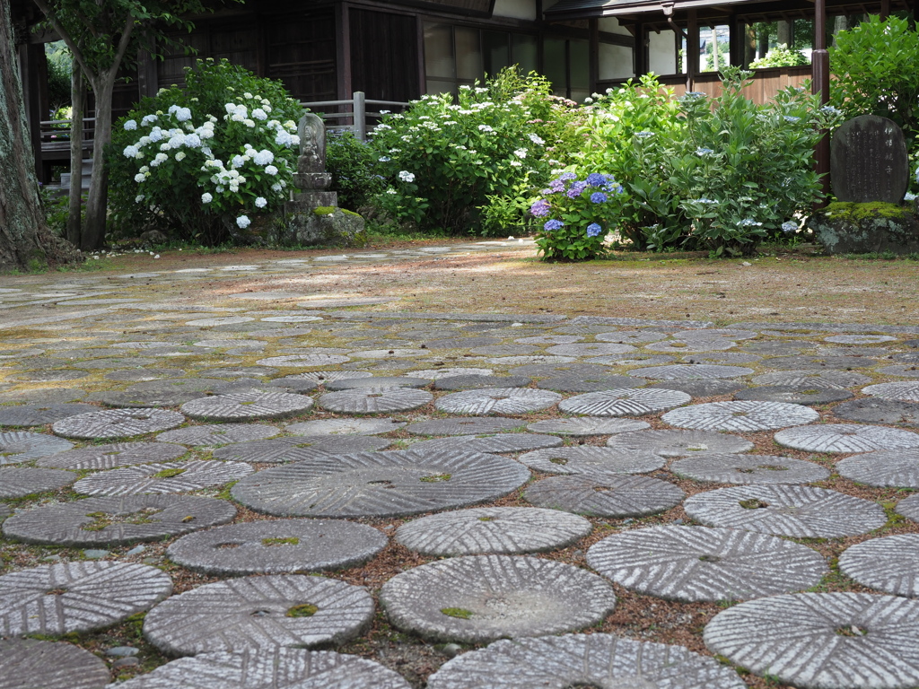 紫陽花寺