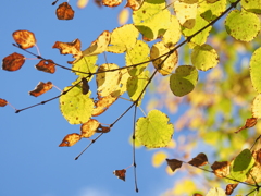 見上げてごらん