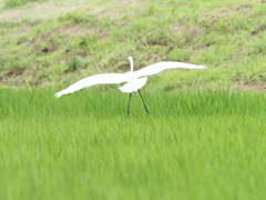 ダイサギ舞う