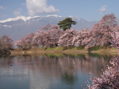 堤の桜（２）