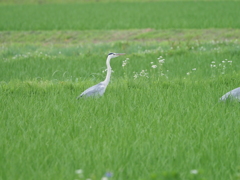 田んぼの友