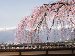 枝垂れ桜とアルプス