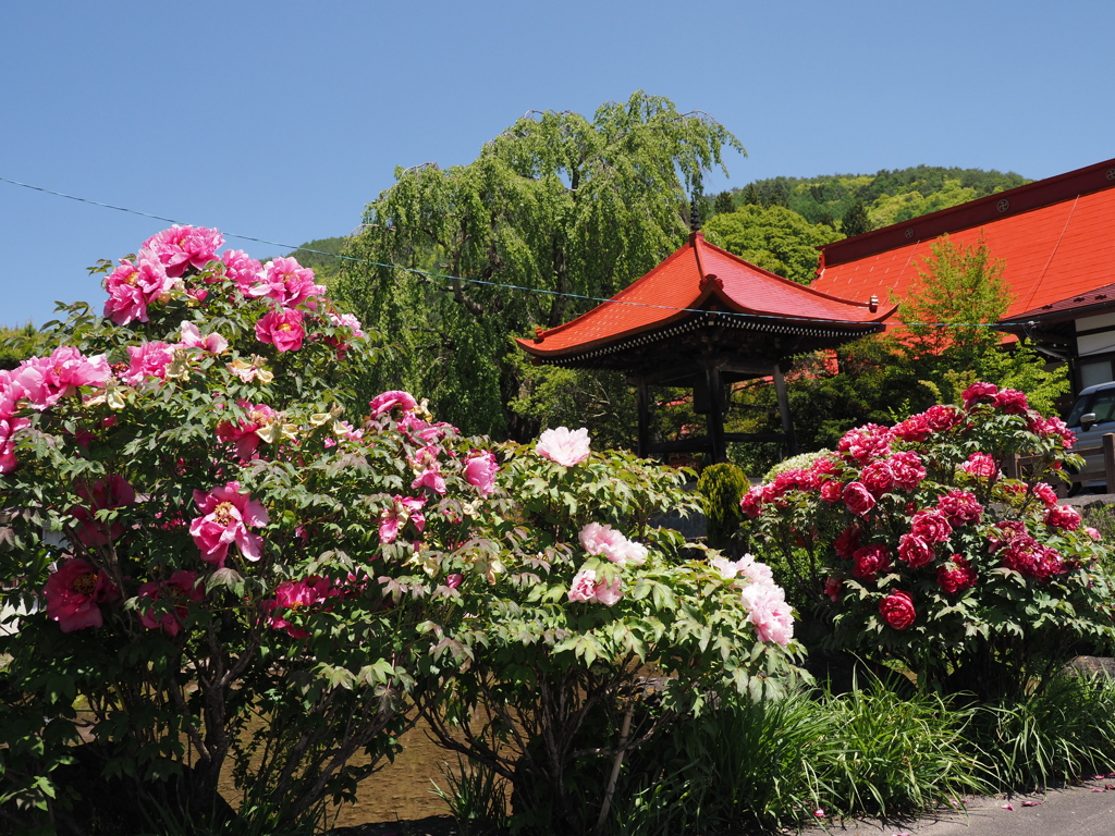 常福寺の牡丹