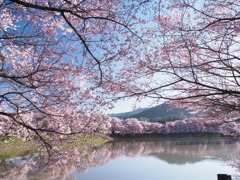 堤の土手は桜一色