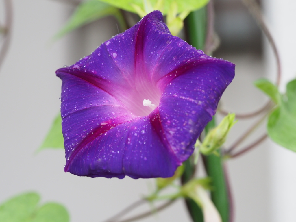 庭の花達（２）