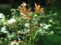 キツネノカミソリ