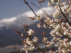 アルプスを背に