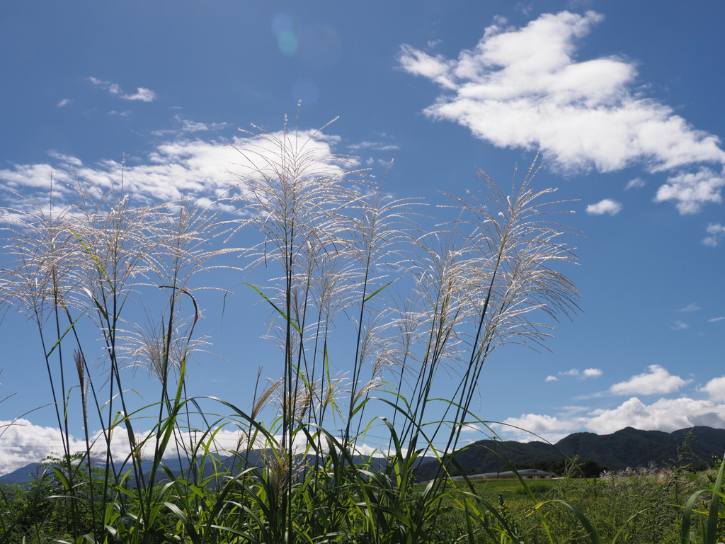 ススキと白い雲