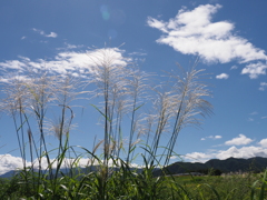 ススキと白い雲