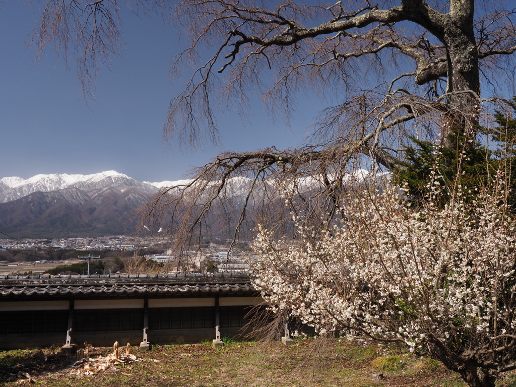 桜はまだかいな