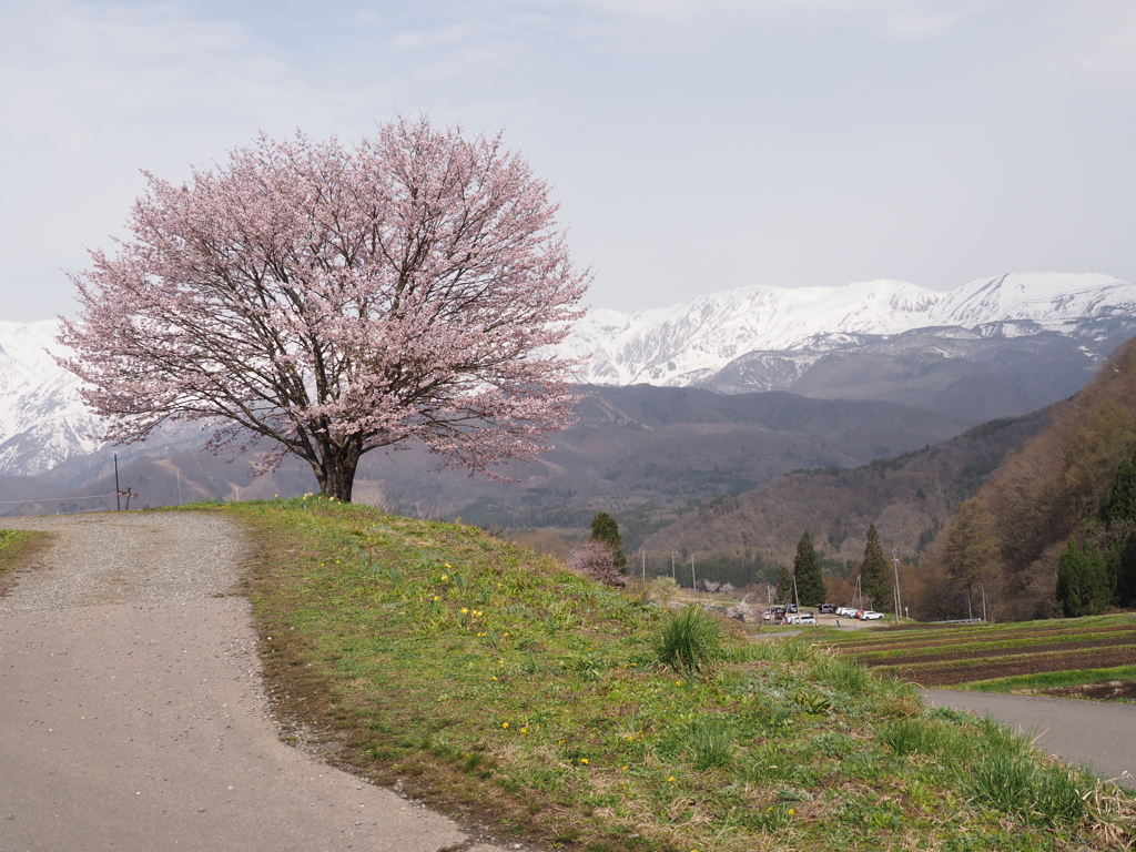 野平の１本桜