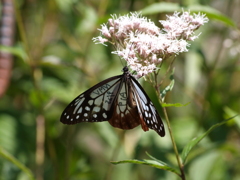 翅にマーキングが