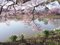 水仙と桜