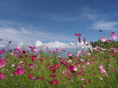 秋桜