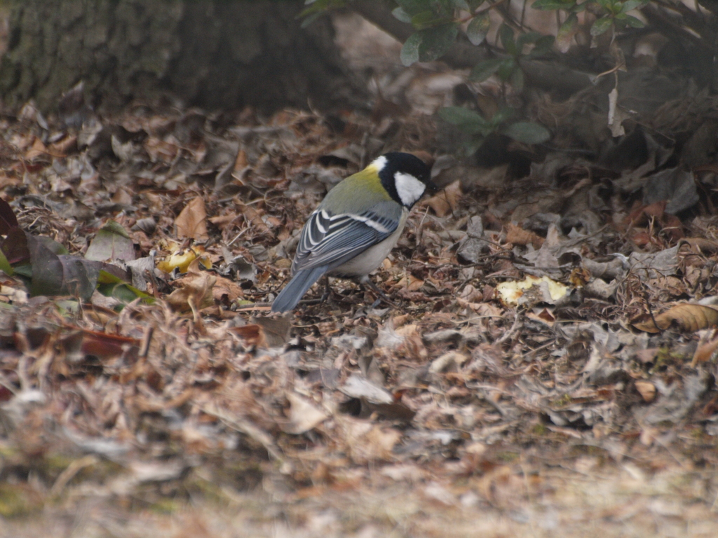 毎日やって来る鳥たち（５）