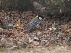 毎日やって来る鳥たち（５）