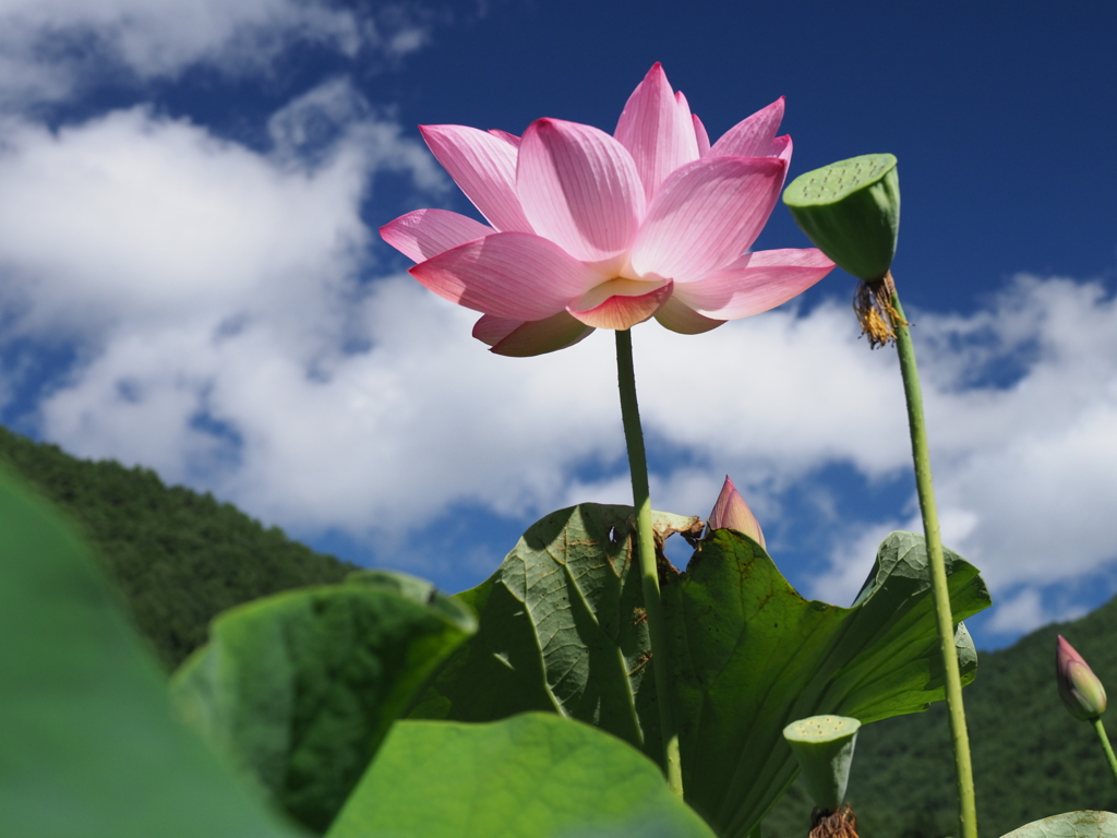 蓮さん、おはよう！