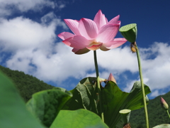 蓮さん、おはよう！