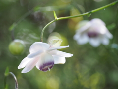 ひっそりと舞い降りて