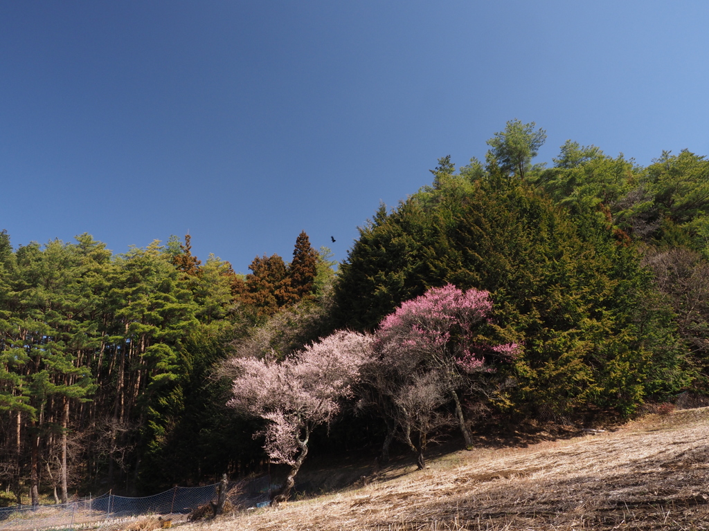 紅梅・白梅競演