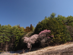 紅梅・白梅競演