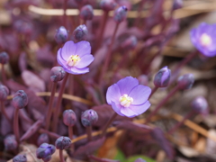 春を告げる花達（１）