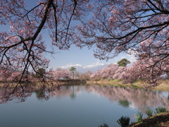 堤の桜（３）