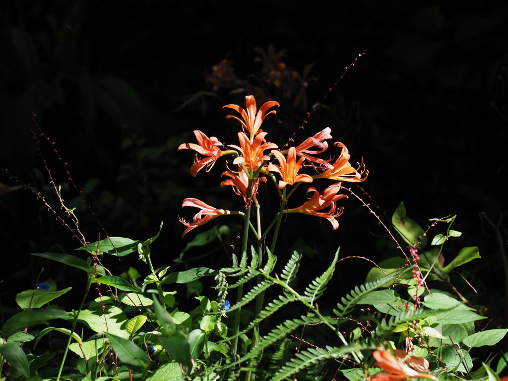 キツネノカミソリ咲く